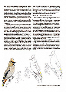 How to Draw Birds
