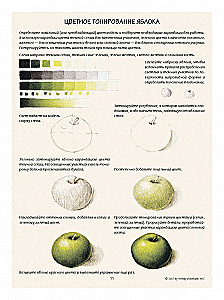 Botanical Illustration. Training Sketchbook