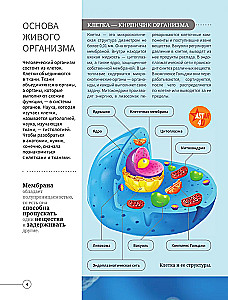 Everything about the human body