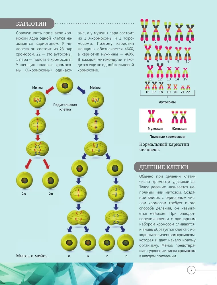 Everything about the human body