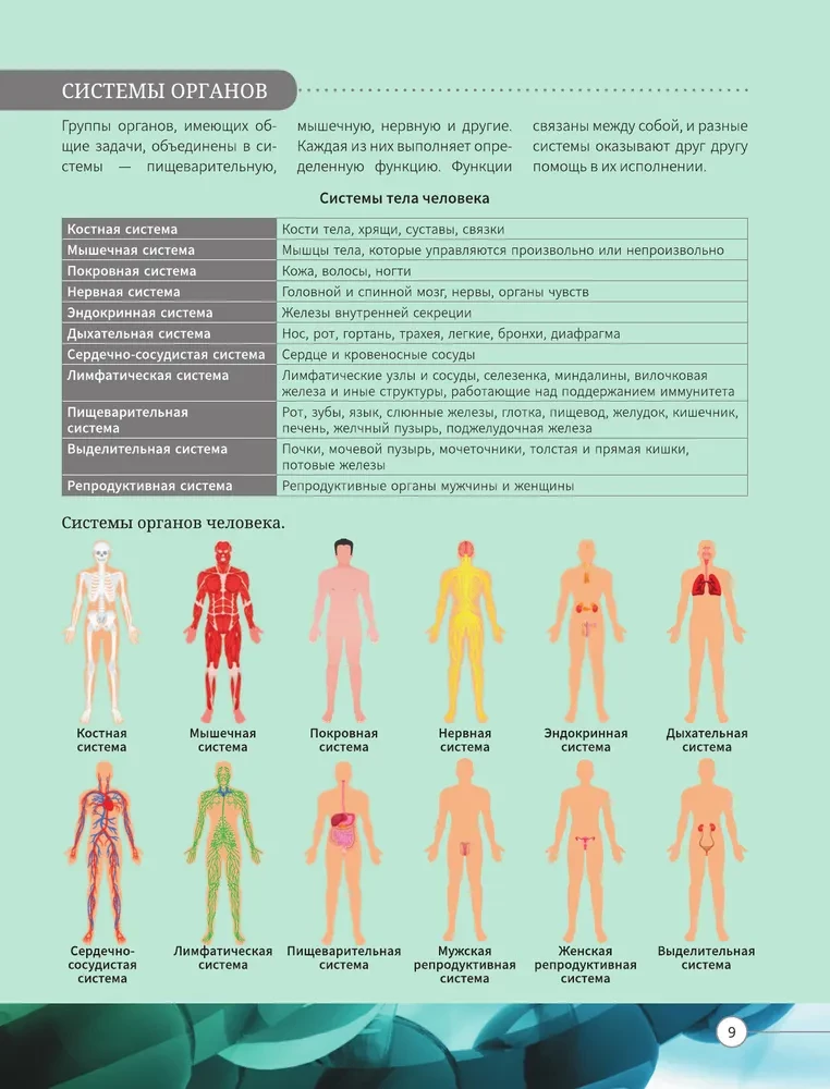 Everything about the human body