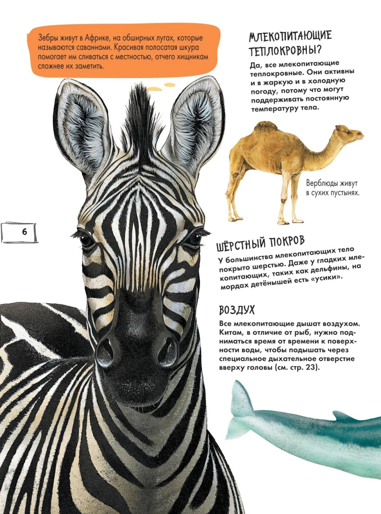 Animals