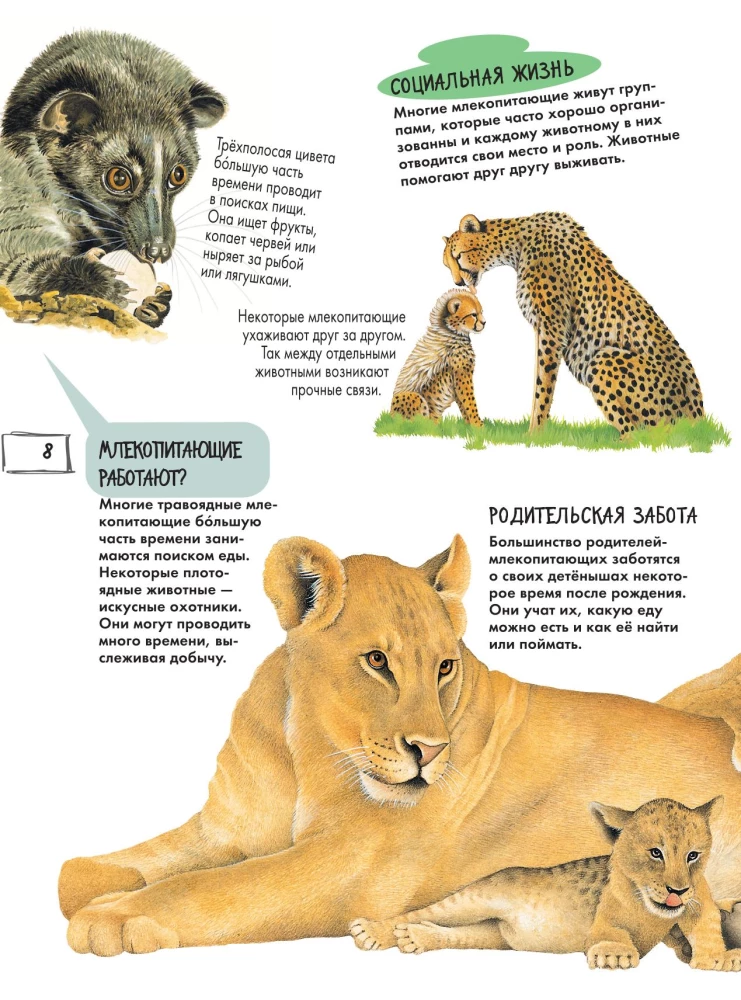 Animals
