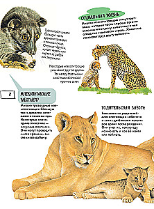 Animals