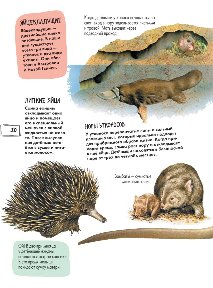 Animals
