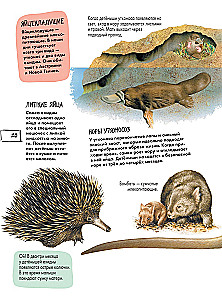 Animals