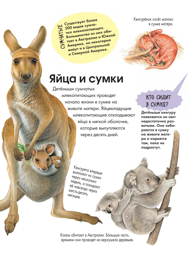 Animals