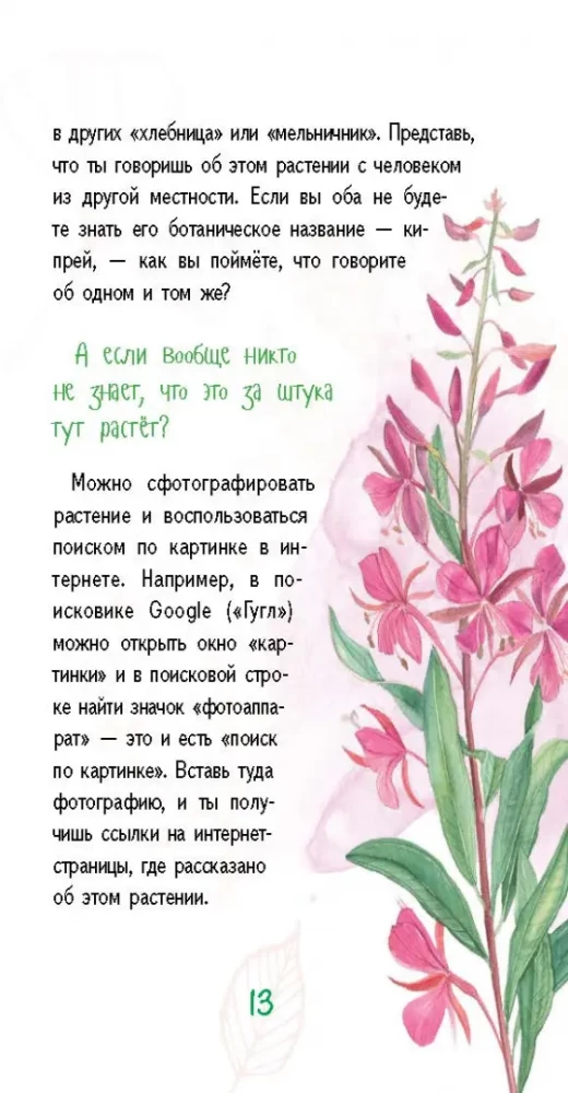 Лето на память. Моя первая коллекция растений