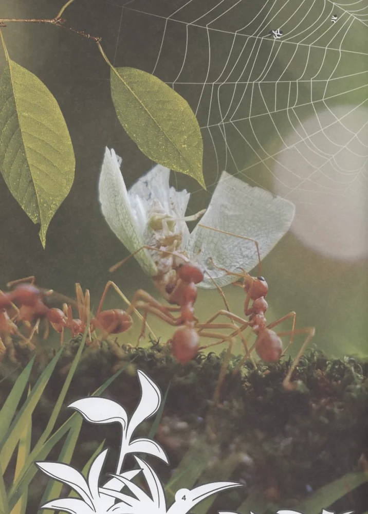 Familiarization with Insects and Other Arthropods