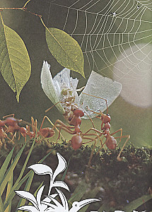 Familiarization with Insects and Other Arthropods