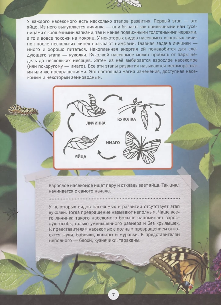Familiarization with Insects and Other Arthropods