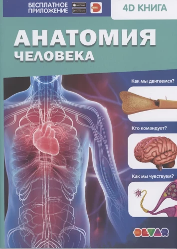 Human Anatomy