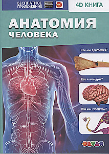 Human Anatomy