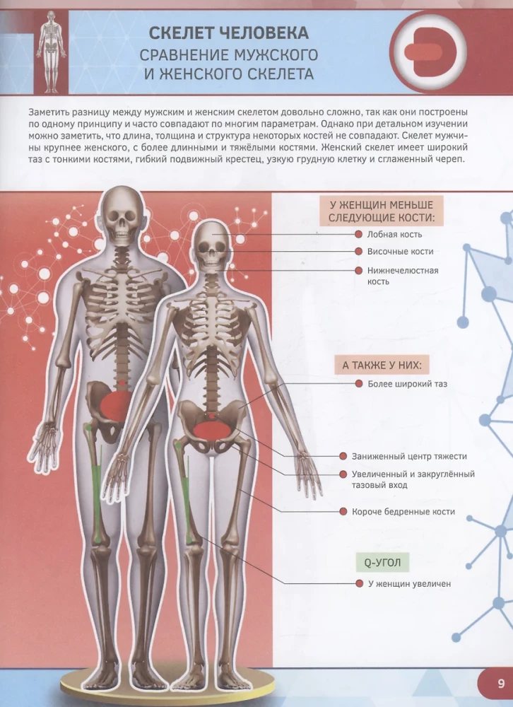 Human Anatomy