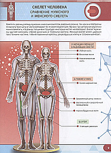 Human Anatomy