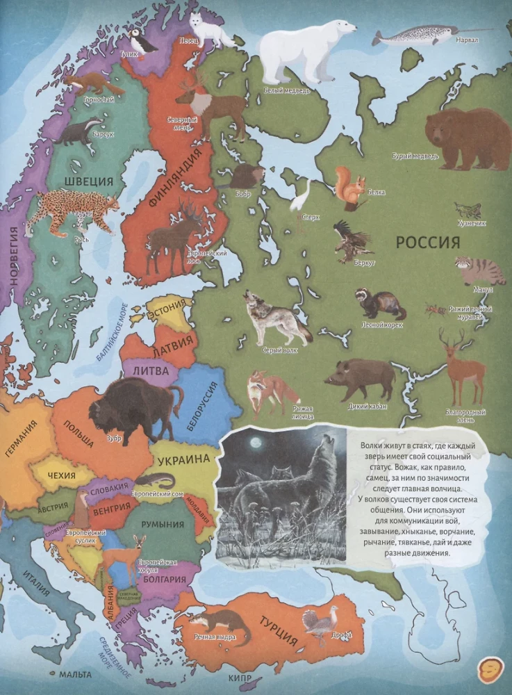 Animals