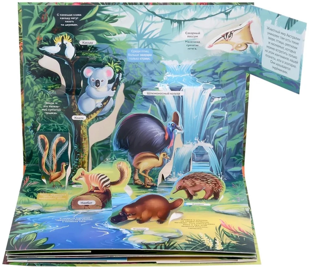 POP-UP Encyclopedia. Jungle Panoramic Book