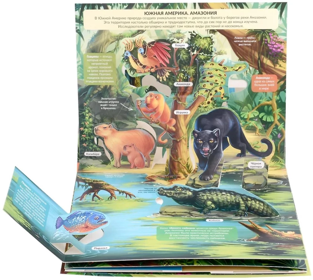 POP-UP Encyclopedia. Jungle Panoramic Book