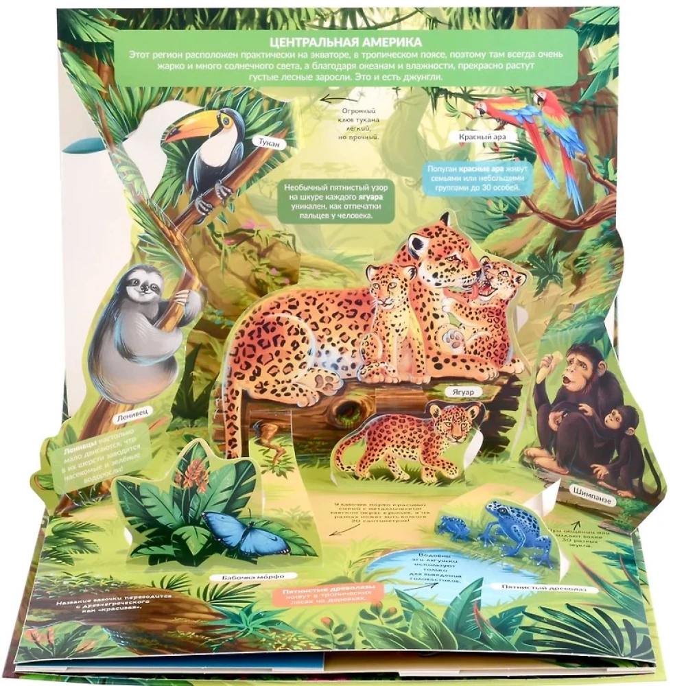 POP-UP Encyclopedia. Jungle Panoramic Book