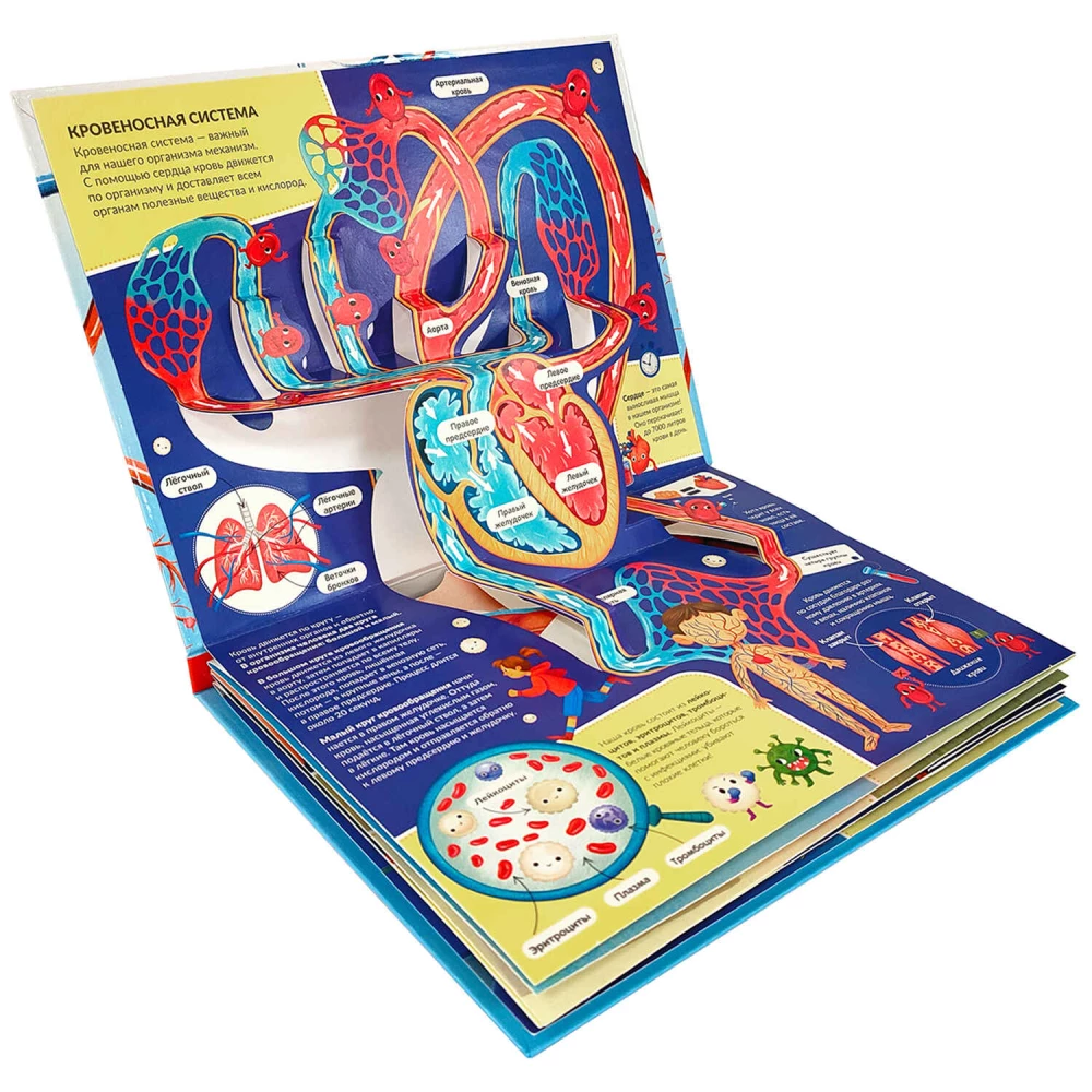 3D Encyclopedia-Panorama. Anatomy