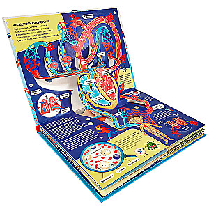 3D Encyclopedia-Panorama. Anatomy