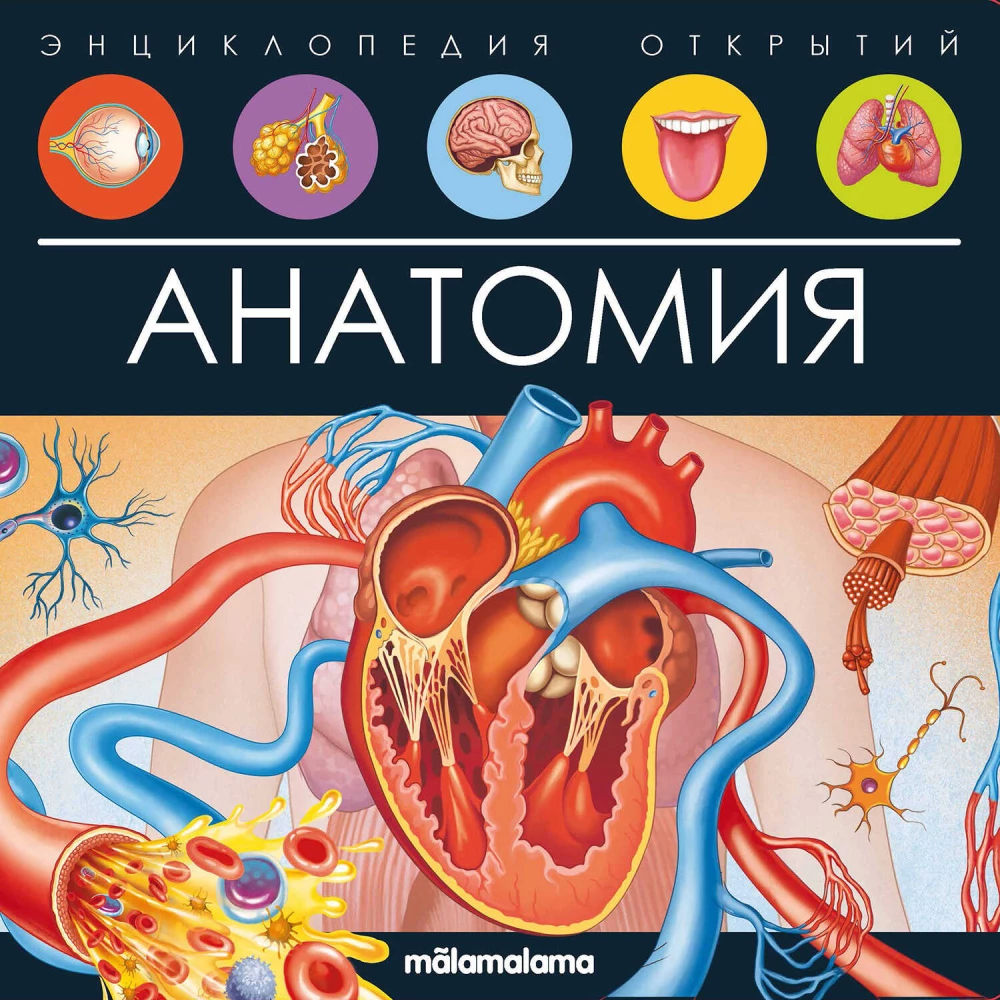 Anatomy