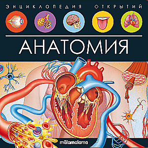 Anatomy