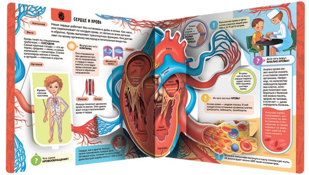 Anatomy