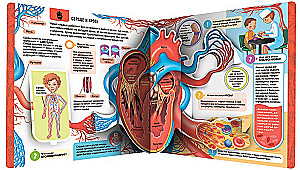 Anatomy