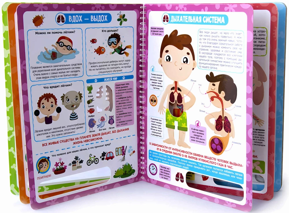 Why does the heart beat? Anatomy for children