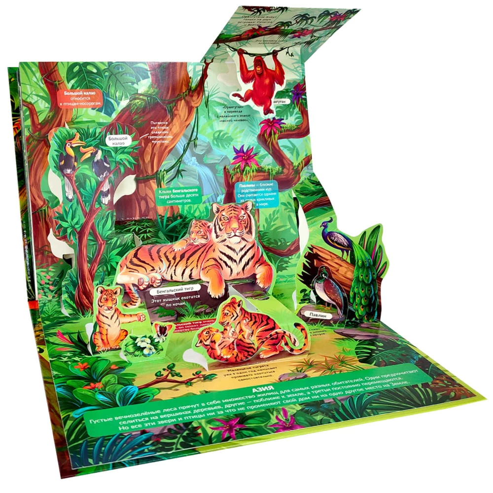 3D Encyclopedia-Panorama. Jungle