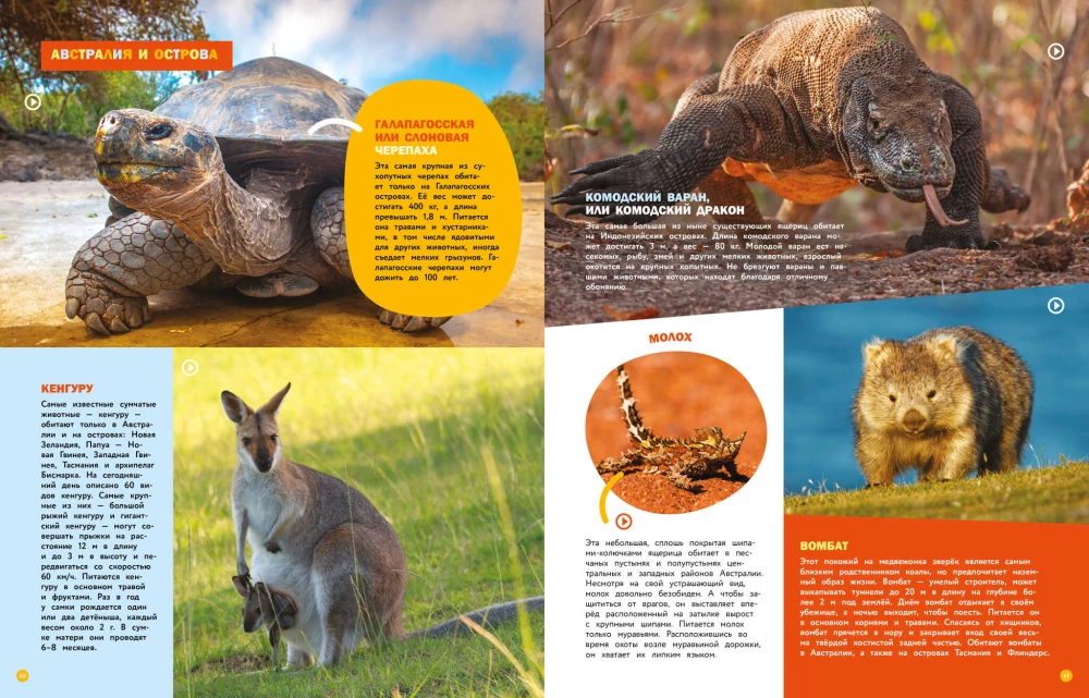Encyclopedias with photos and video applications - Animals