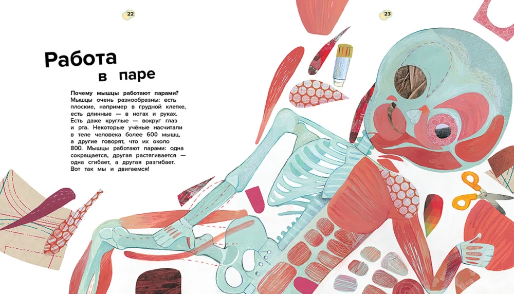 The Human Body. 44 Amazing Facts About the Human Body