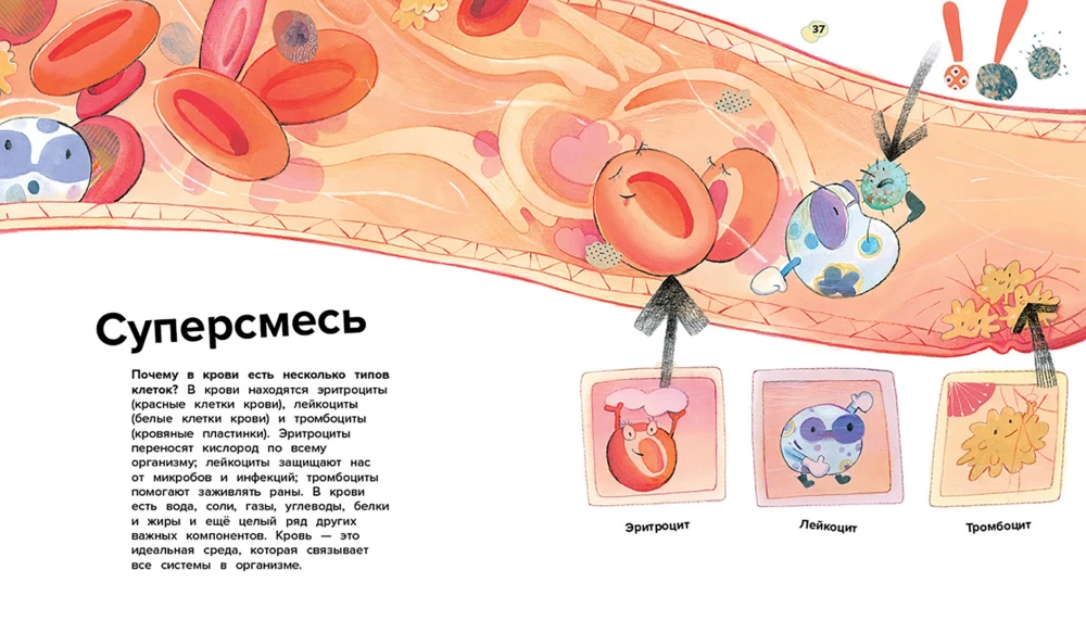 The Human Body. 44 Amazing Facts About the Human Body