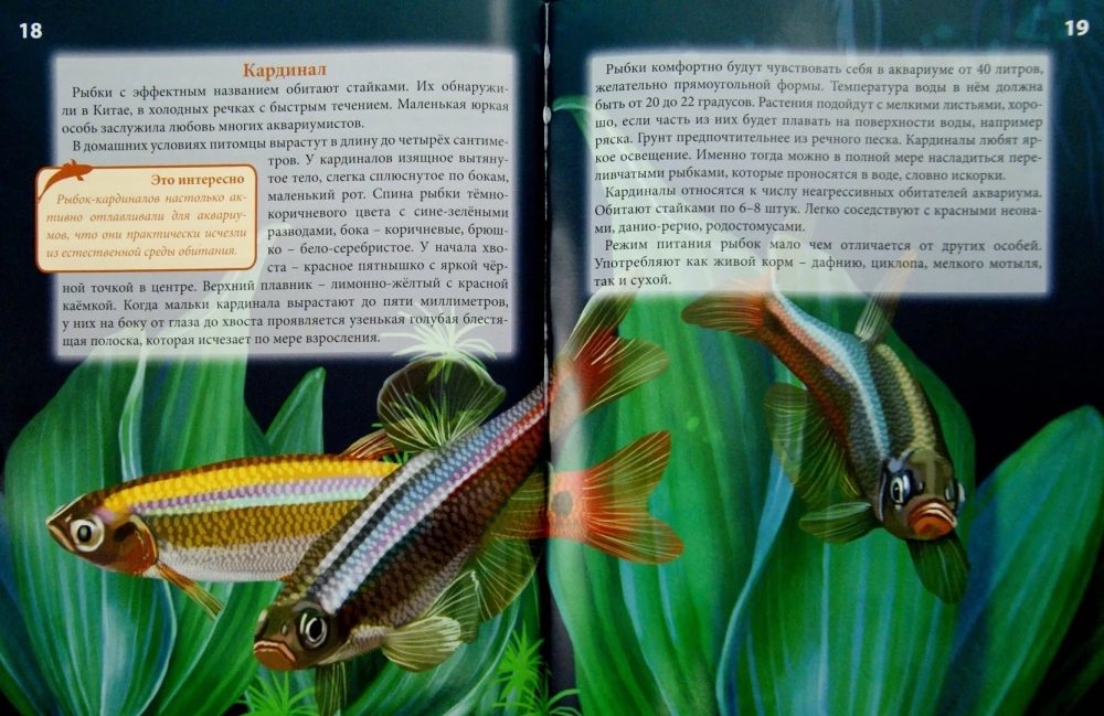 Aquarium Fish