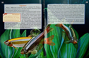Aquarium Fish