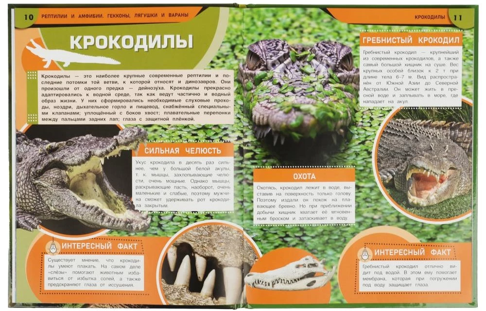 Рептилии и амфибии. Гекконы, лягушки и вараны