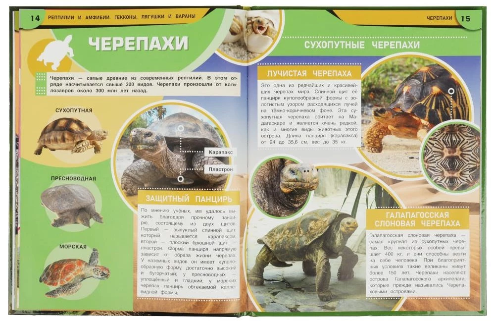 Рептилии и амфибии. Гекконы, лягушки и вараны