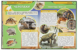 Рептилии и амфибии. Гекконы, лягушки и вараны