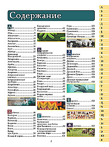 The Big Illustrated Children's Dictionary About Everything in the World