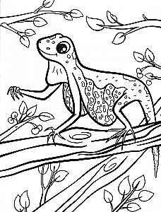 Flying Animals. Coloring Book