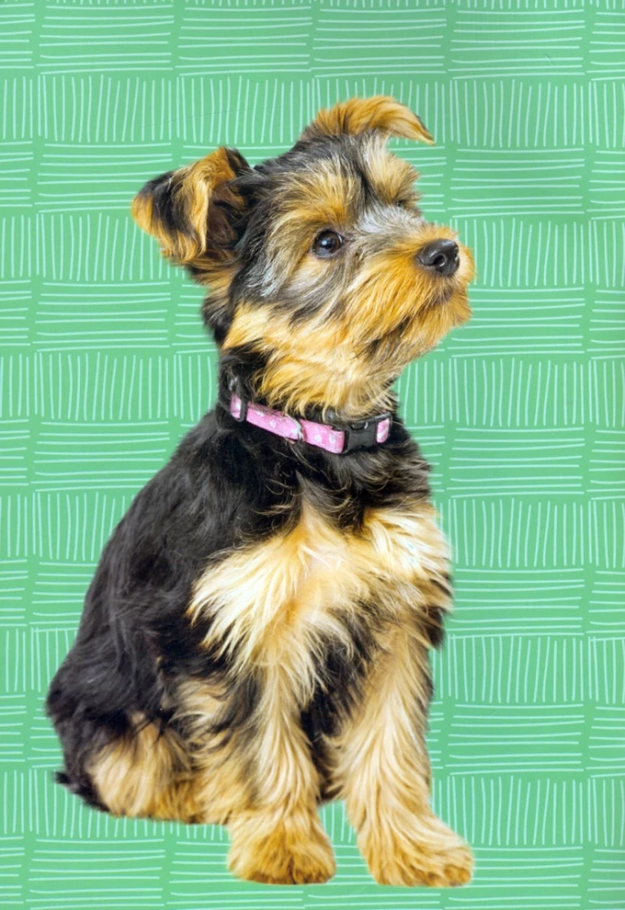 Sticker Book. Decorate Your Pet