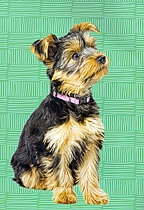 Sticker Book. Decorate Your Pet