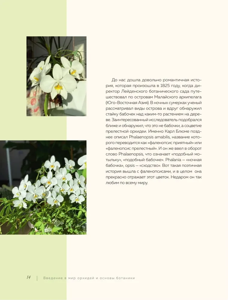 Wspaniałe orchidee. Praktyczny przewodnik po pielęgnacji dla początkujących