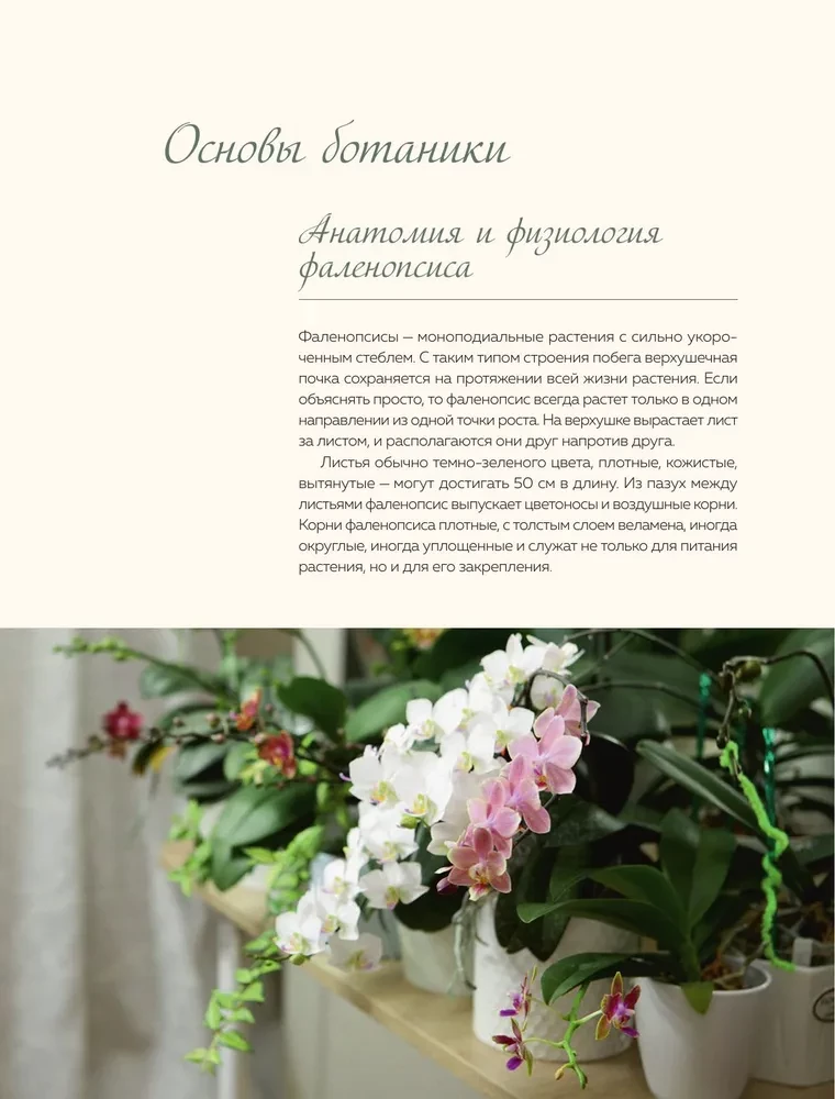 Wspaniałe orchidee. Praktyczny przewodnik po pielęgnacji dla początkujących