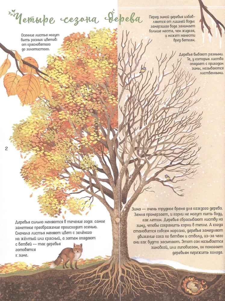Encyklopedia drzew świata