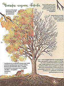 Encyklopedia drzew świata