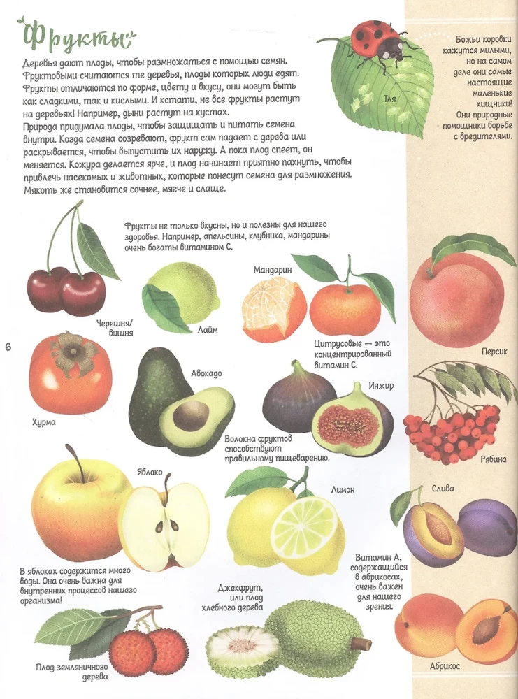 Encyklopedia drzew świata