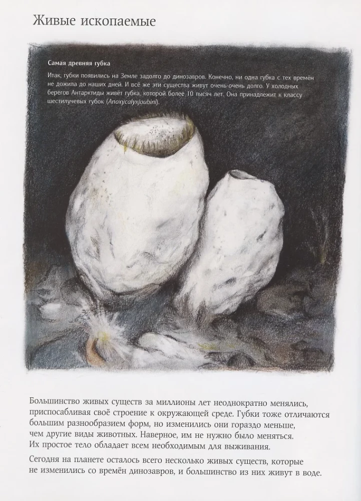 Wonder of Nature. The Story of the Sea Sponge
