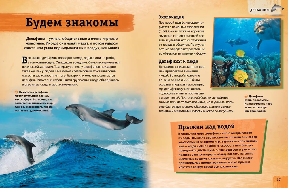 Encyclopedia of Animals. Adults and Offspring